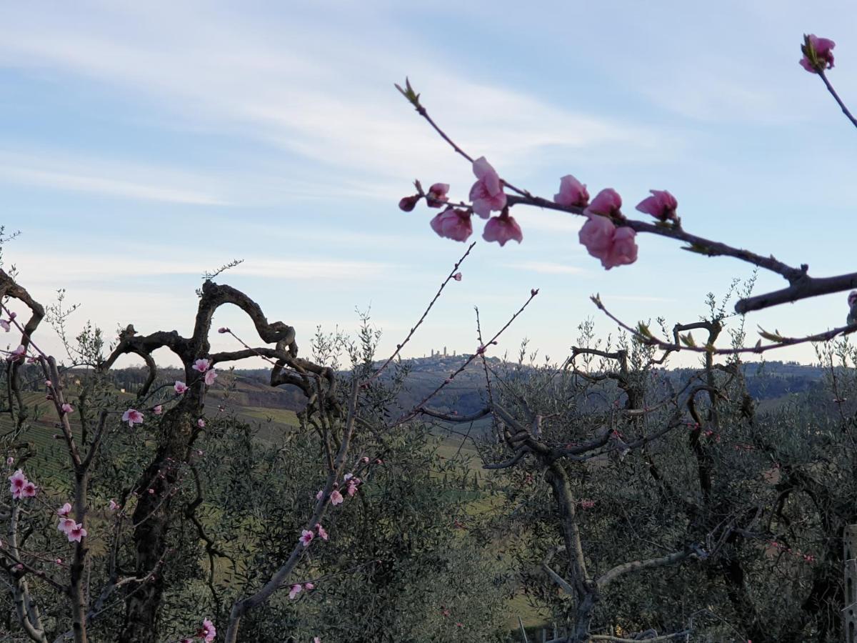 Villino Del Grillo Agroturismo *