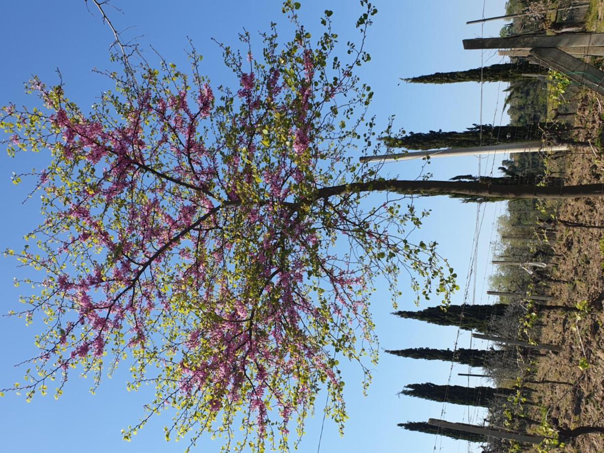 Agroturismo Villino Del Grillo San Gimignano